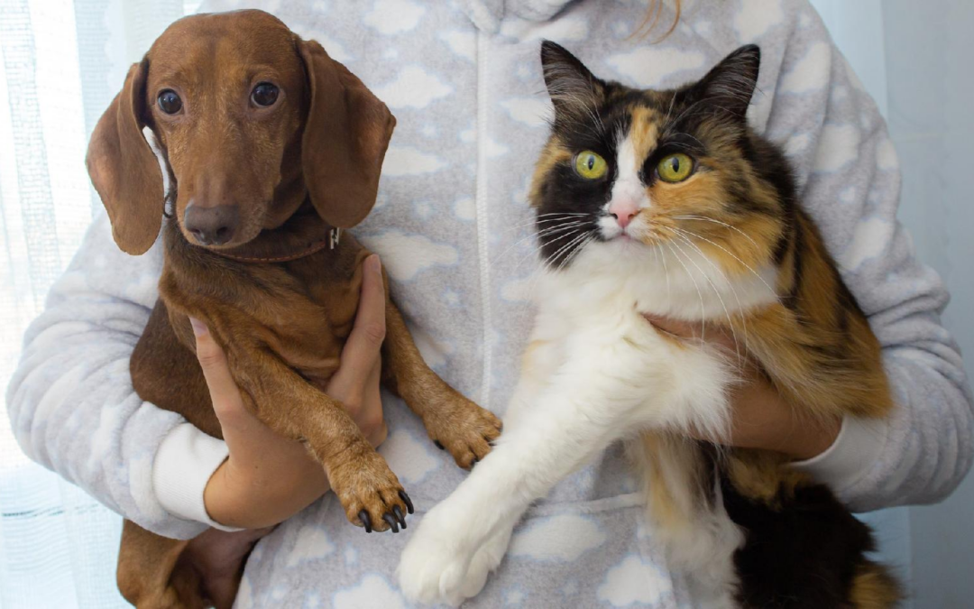 Comment l’assurance pour animaux de compagnie protege votre fidele ami ?